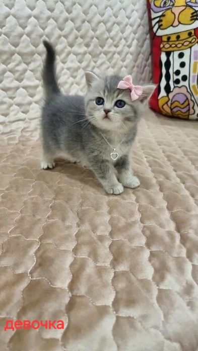 Шотландские котята скоттиши.