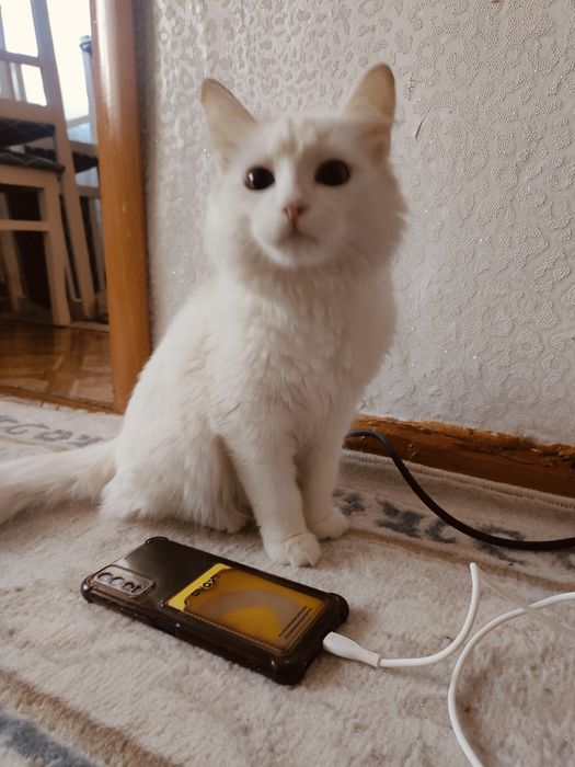 Ангора 7-8месяцев мальчик