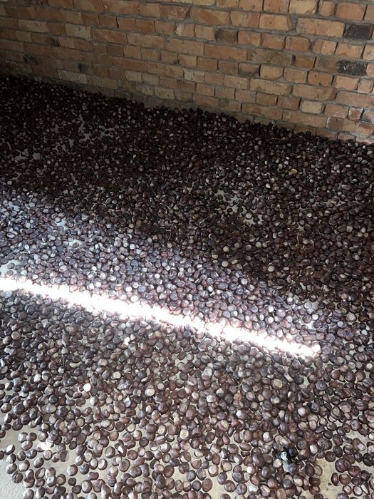 Шышка 1000 тг кг.