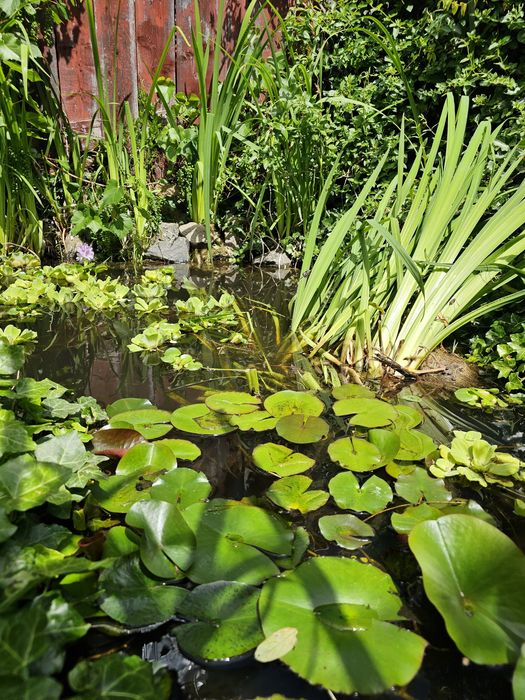 Plante pentru iaz nuferi, crini iris ,salată de nil  , zambile