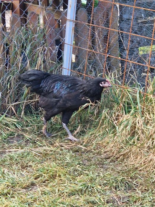 Vand cocos australorp si 3 găini