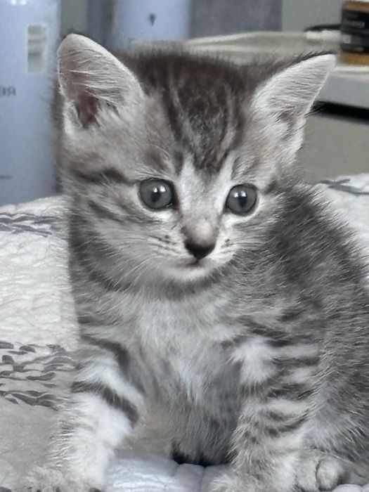 Отдам котят 1 месяц