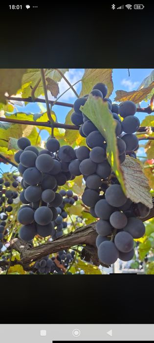 Struguri pentru  vin