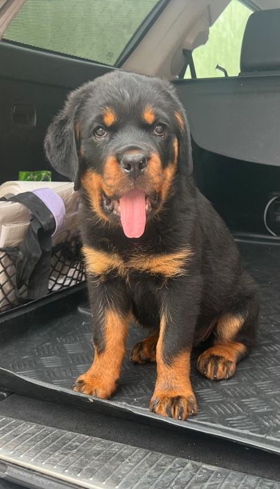Pui Rottweiler cu Pedigree Talie mare