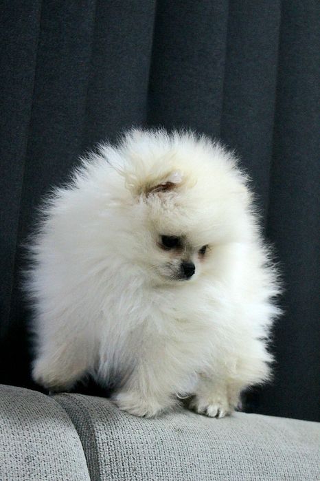 Померан мини мъжко и женско