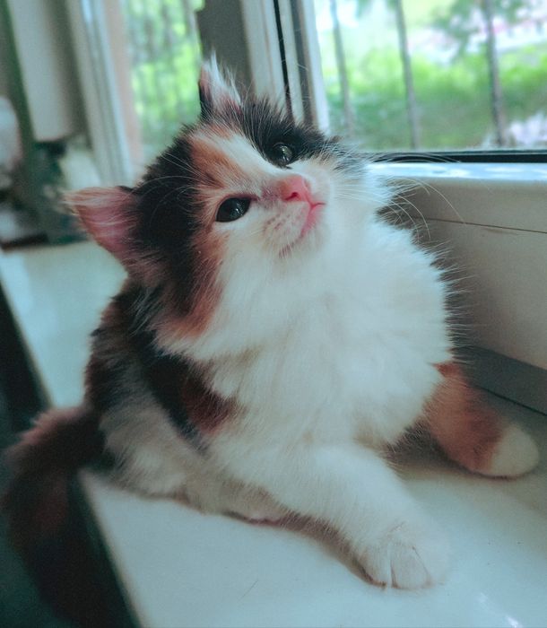 Котята сибирские
