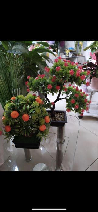 Комнатные растения