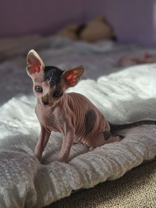 Канадский сфинкс девочка