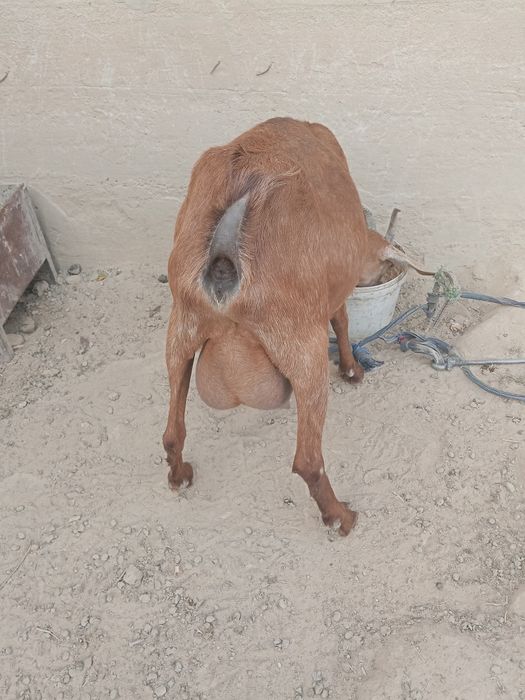 Ешкі сатылады лағымен