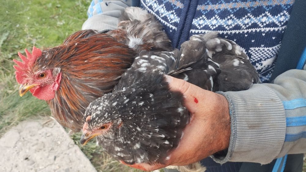 цыплята кохенхины