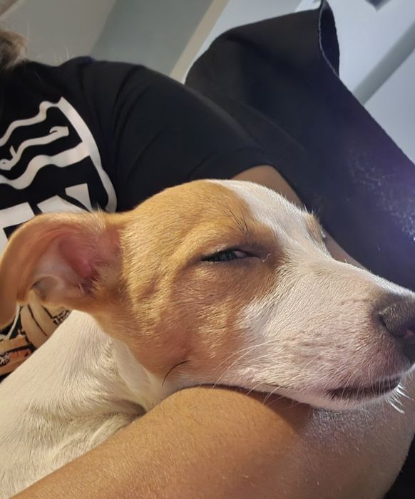 Продавам Джак ръсел