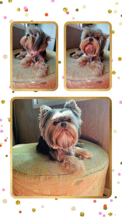 Продам мальчика йорка