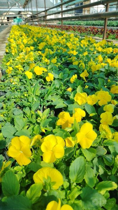 Perecheslena bor Gul flowers  veola  To'lov istalgan usulda viola