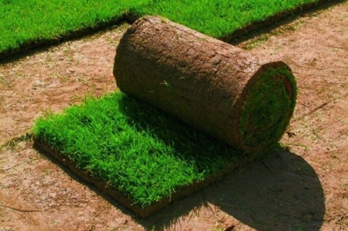 Газон посевной и рулонный