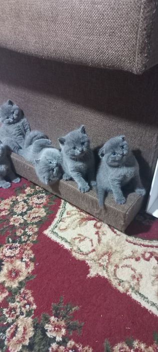 Продаются чистокровные породистые Скотиш фолд  котята