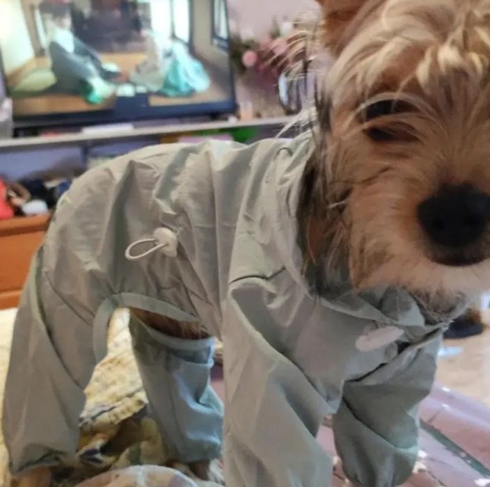 Hăinuțe căței talie mica