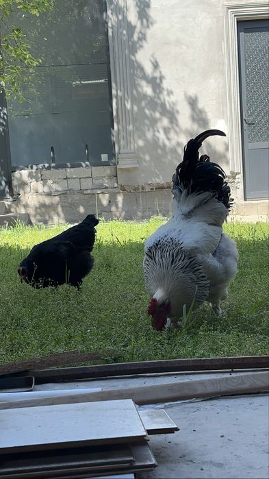 Brama xoroz va qora shahzoda tovuq 350 mingdan