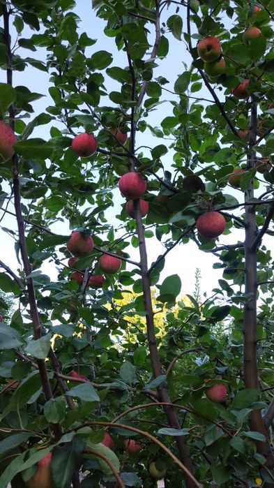 Продам дачу. 8 соток