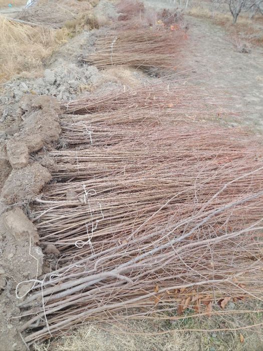 Tut nihol va turli xil mevali kochatlar