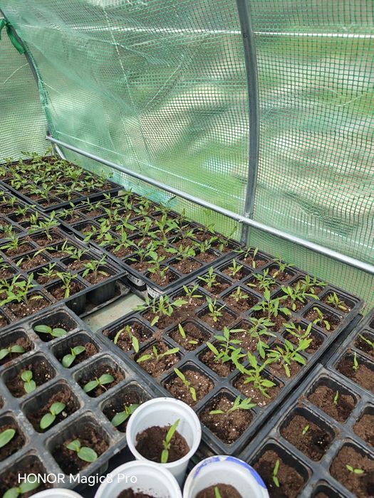 Разсад домати с уникални вкусови качества