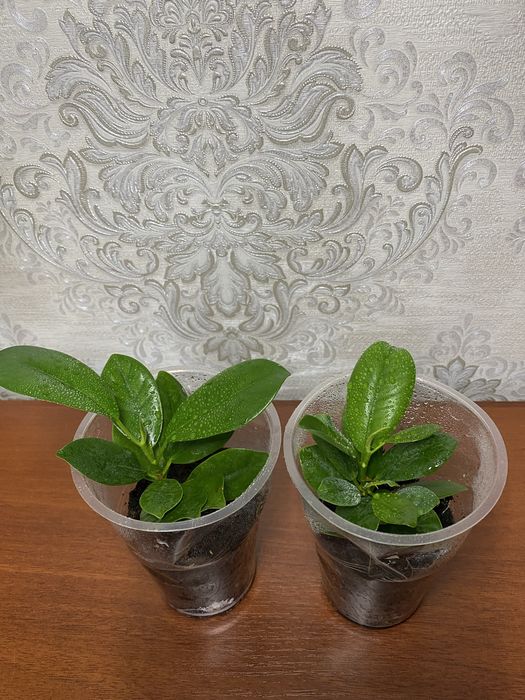 Фикус Мокламе Миллионерша