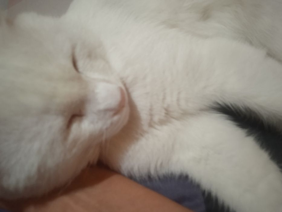 Ищем дом для котика