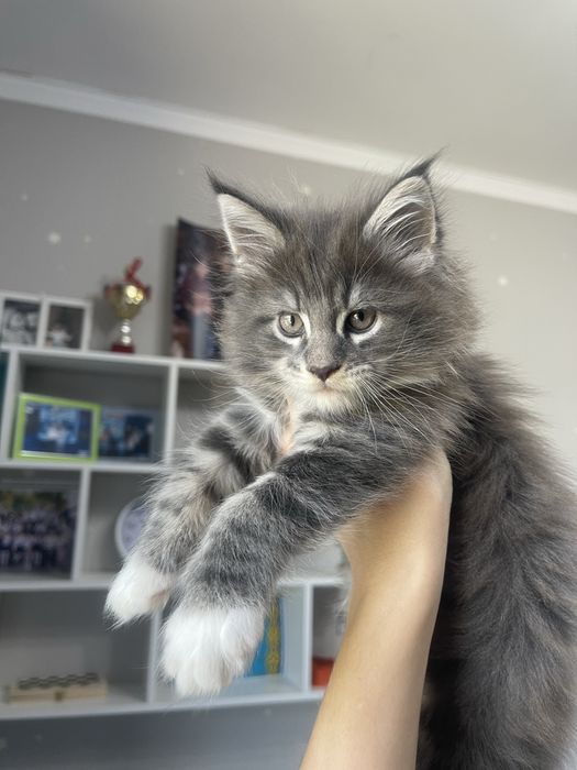 Котик Мейн кун