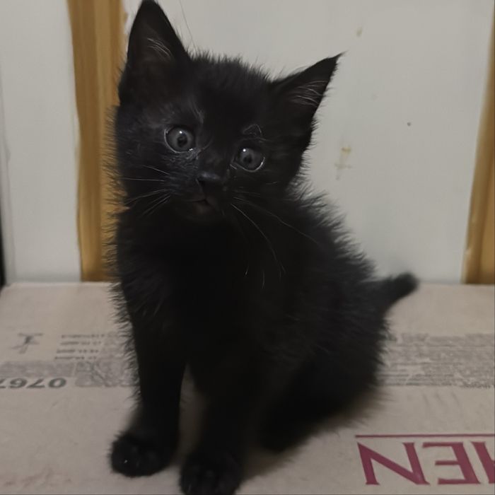 Котенок 1 месячный девочка