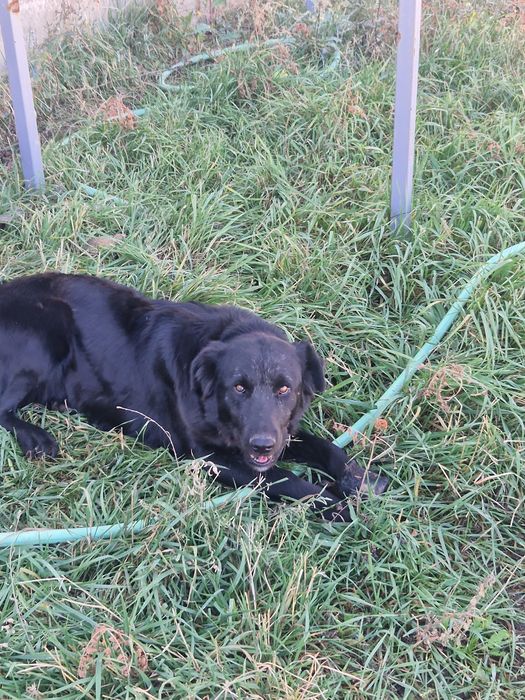 Девочка в хорошие руки