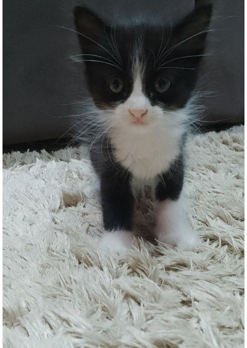 Отдам в хорошие ответственные руки