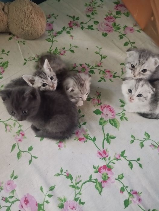 Шотландский вислоухий