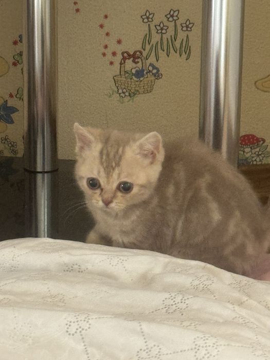 Британский котенок