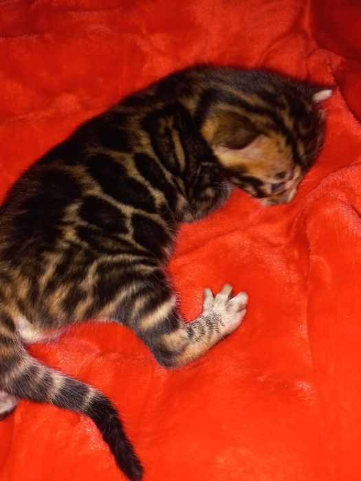 Бенгальские чистокровные!