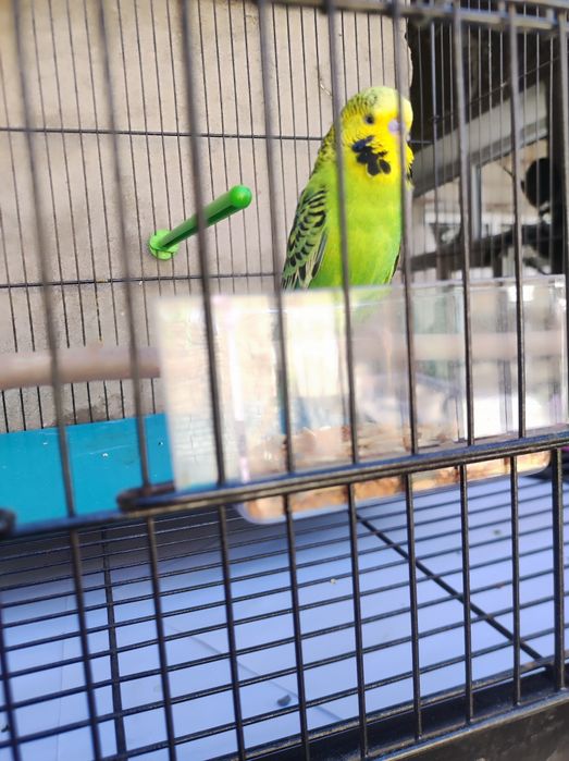 Говорящий попугай