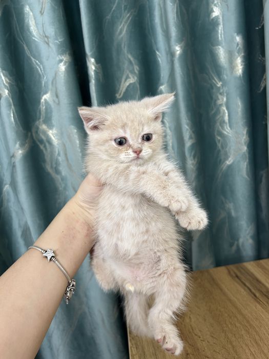 Котенок скотиш страйт