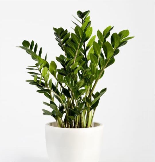 Замиокулькас (долларовое дерево)