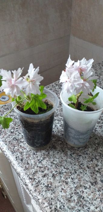 Продам  Герань королевскую,денежное дерево,и кактус,цена 600тенге