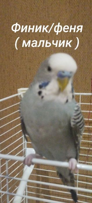 4 волнистика с клеткой