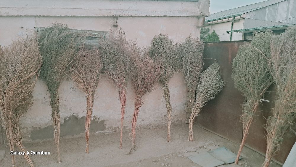 Katta koʼcha supurgi