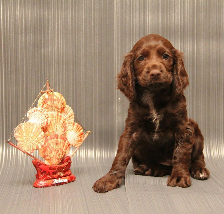 Спаниельки ШОКОЛАДКИ