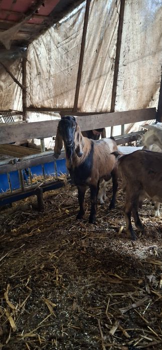 Vând tapi anglonubian