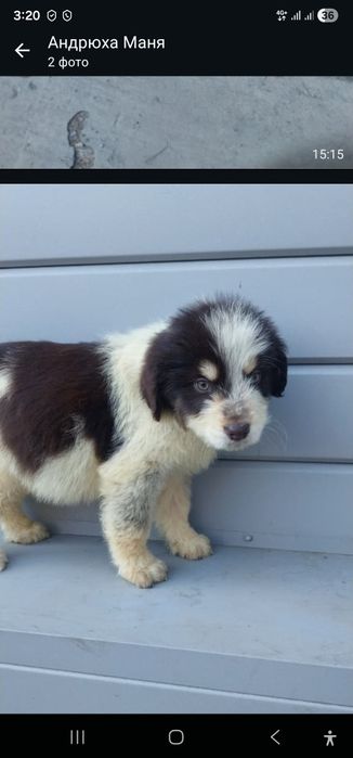 Щенки в добрые руки