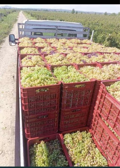 Vand struguri de vin cu transport la domiciliu gratuit la doar pret de 2 lei pret reial serzitate maxim va multumim 0772.232.236