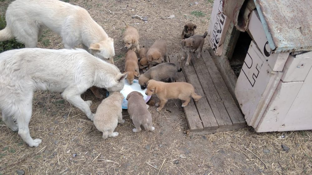 Отдам щенков в хорошие руки