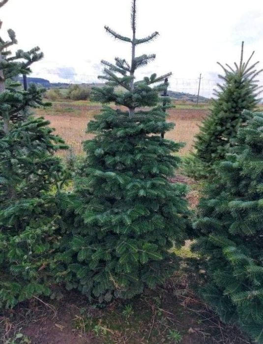 Plante ornamentale de diferite varietății