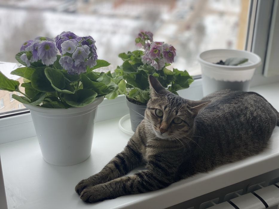 Кошку отдам в семью.