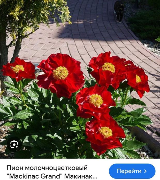 Предзаказ на пионы осень 2026 от GROT&GROT