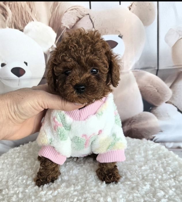 Пудел той ,Пудел тийкъп с родословие