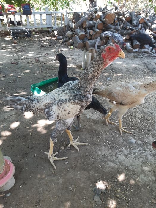 Куры Байтсовские Даканы