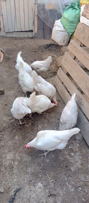 Домашний товуклар